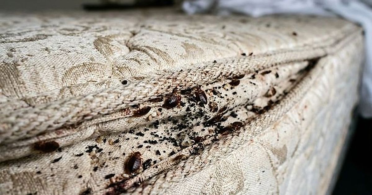 Restos y manchas de chinches en la costura de un colchón de hotel