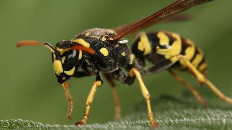Avispa papelera de rayas amarillas y negras posada sobre una hoja