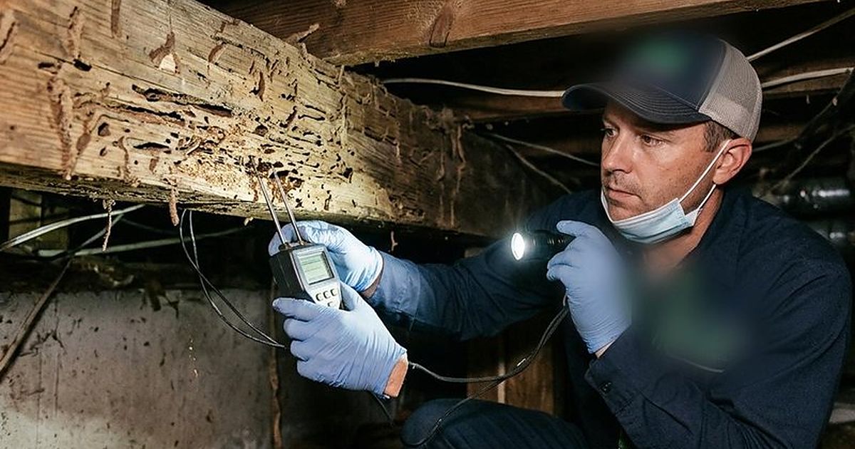 Técnico valorando con linterna una viga de madera antes de presupuestar
