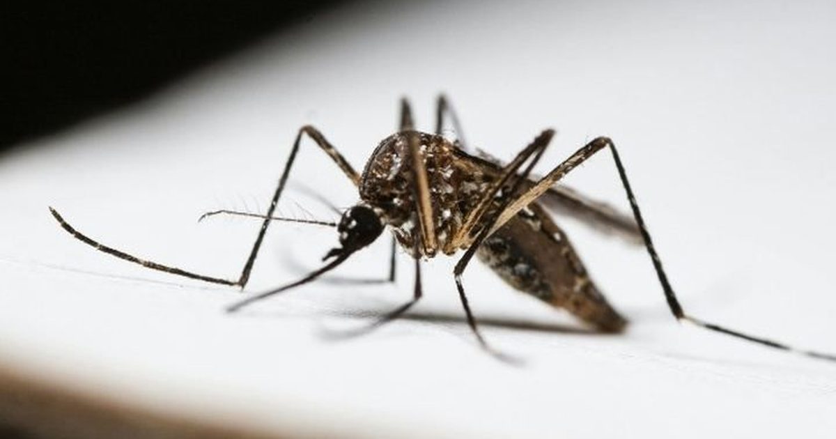 Mosquito de patas rayadas posado sobre una superficie blanca