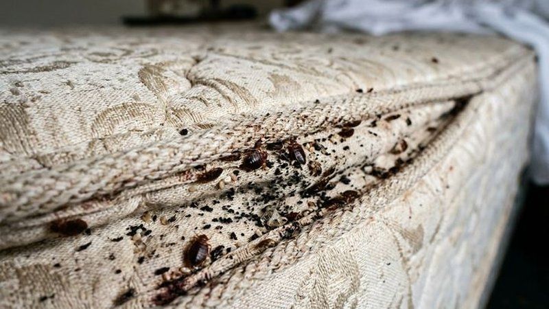 Señales y manchas características de chinches de cama en costuras de colchón