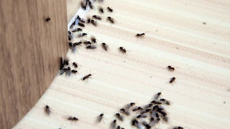 Rastro y actividad de hormigas buscando alimento sobre superficie de madera