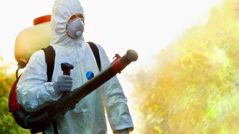 Tratamiento de termonebulización en arbolado y copas de pinos
