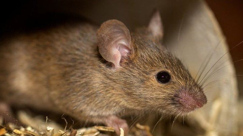 Ratón común detectado en zonas bajas de edificio residencial
