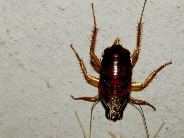 Cucaracha oriental Blatta orientalis en suelo y arquetas