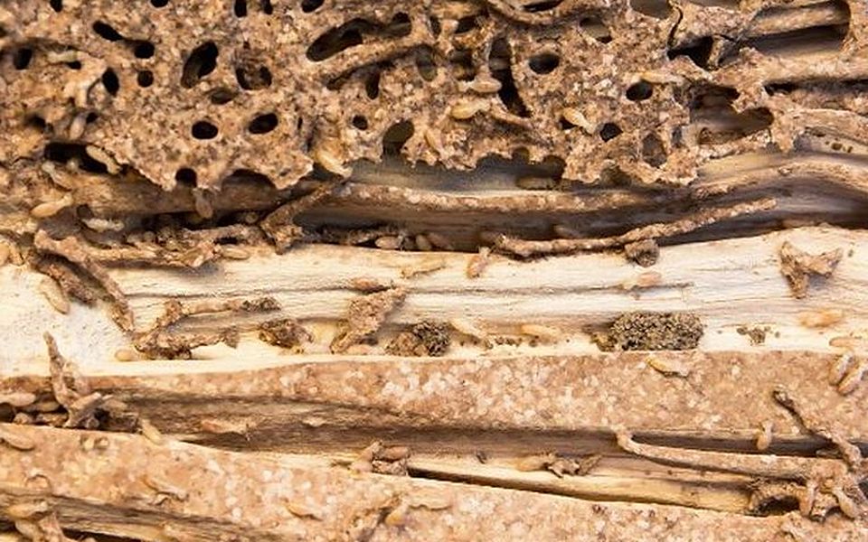 Madera con galerías y orificios de insectos xilófagos, el daño que sondeamos antes de tratar la carcoma