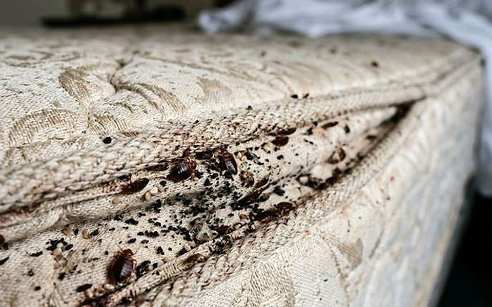 Manchas y restos de chinches en la costura de un colchón, lo primero que revisamos en cada habitación