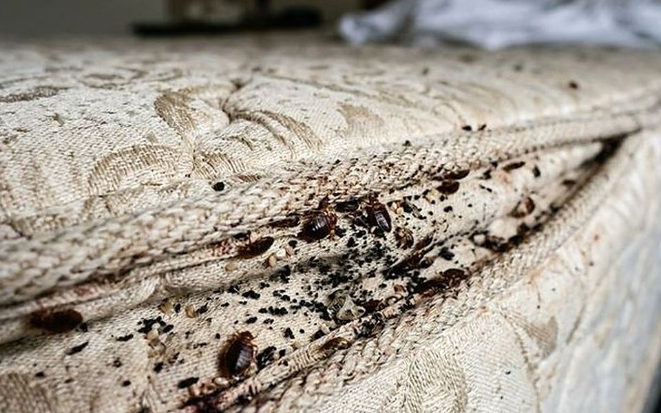 Puntos negros y restos de chinches en la costura de un colchón