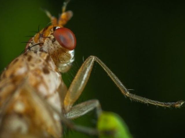 Mosca en primer plano, el insecto que capturan los insectocutores de placa adhesiva