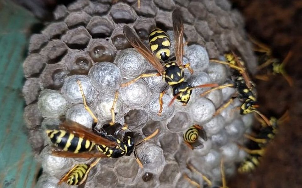 Avispa papelera (Polistes), la especie que anida bajo aleros y persianas