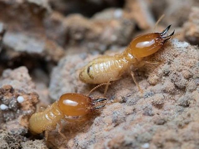 Termitas obreras en primer plano sobre madera degradada