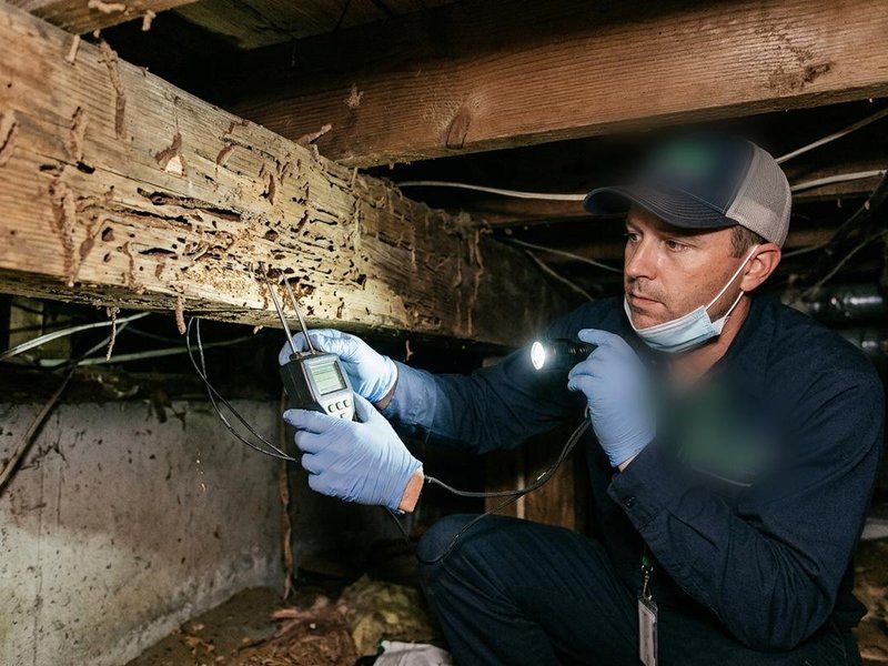Tratamiento curativo y preventivo de carcoma en vigas de madera en Córdoba