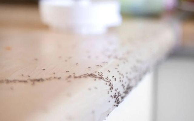 Hilera de hormigas sobre la encimera de una cocina
