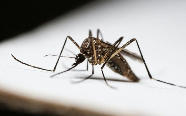 Mosquito tigre posado sobre una superficie
