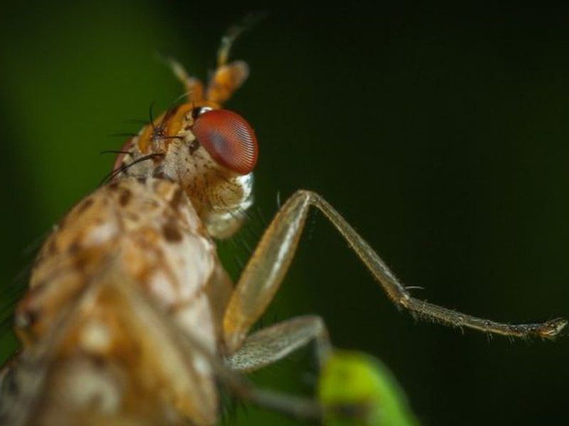 Mosca en primer plano, plaga que tratamos en locales y viviendas de Córdoba