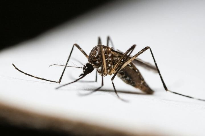 Mosquito tigre (Aedes albopictus) posado, plaga estival en patios y jardines de Córdoba