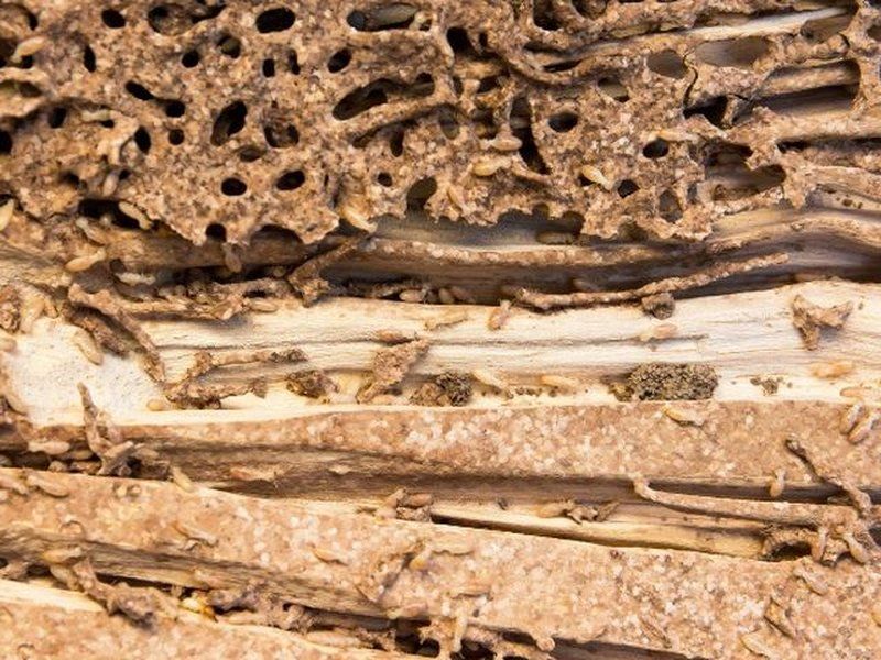 Madera estructural con galerías de insectos xilófagos antes del tratamiento en Córdoba