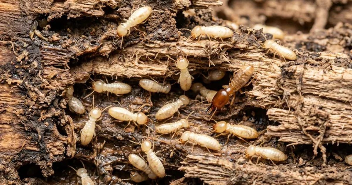 Madera destruida por termitas subterráneas: tratamiento con cebos y barreras en Córdoba