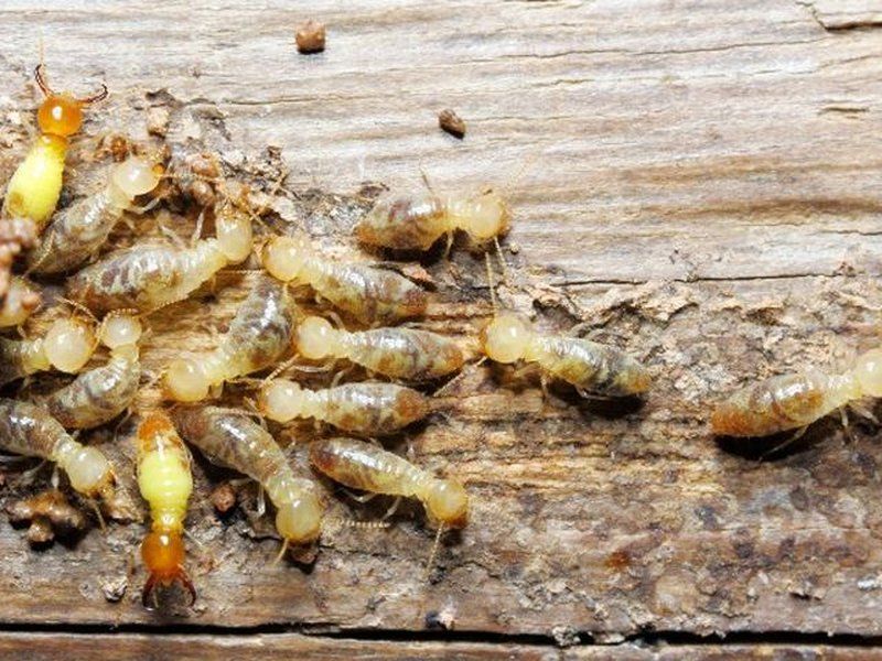 Colonia de termitas subterráneas obreras sobre madera dañada